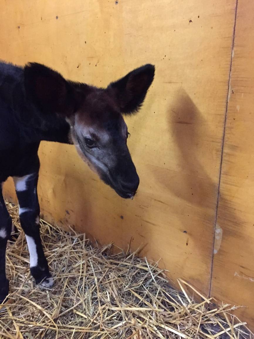 Zoo: "Zia" gedeiht prächtig