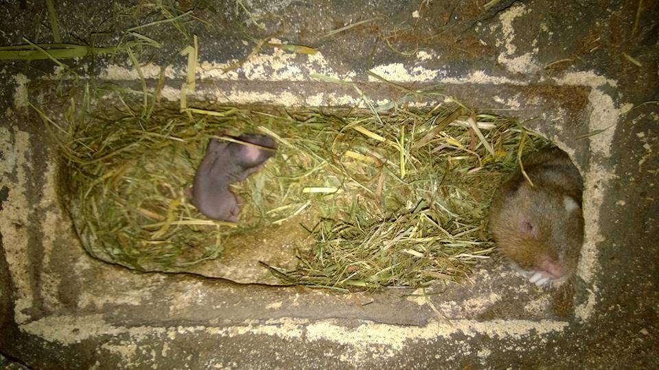  Freude herrscht im Wuppertaler Zoo über die Geburt eines Jungtieres bei den Kleingraumullen. 