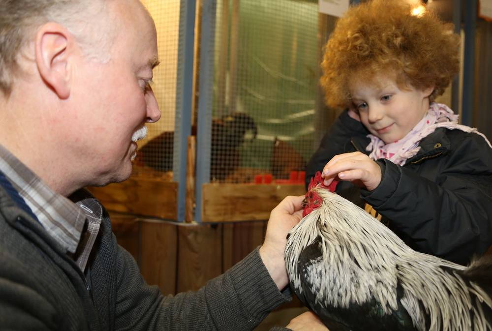  Ausstellungsleiter Reiner Backhaus und seine Zwerg-Niederrheiner (birkenfarbig) — ganz handzahm. 