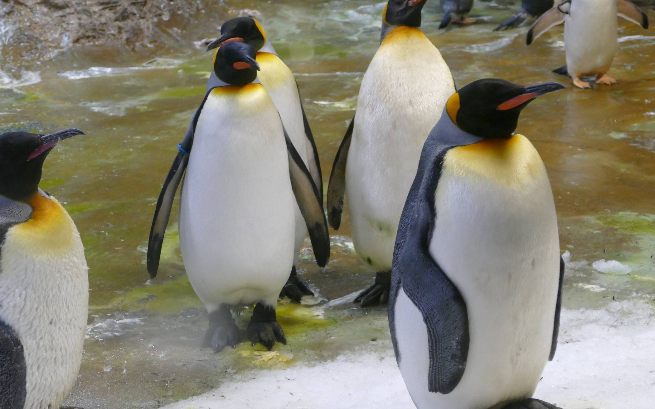 Pinguintag: Die „Frackträger“ brauchen Schutz und Hilfe