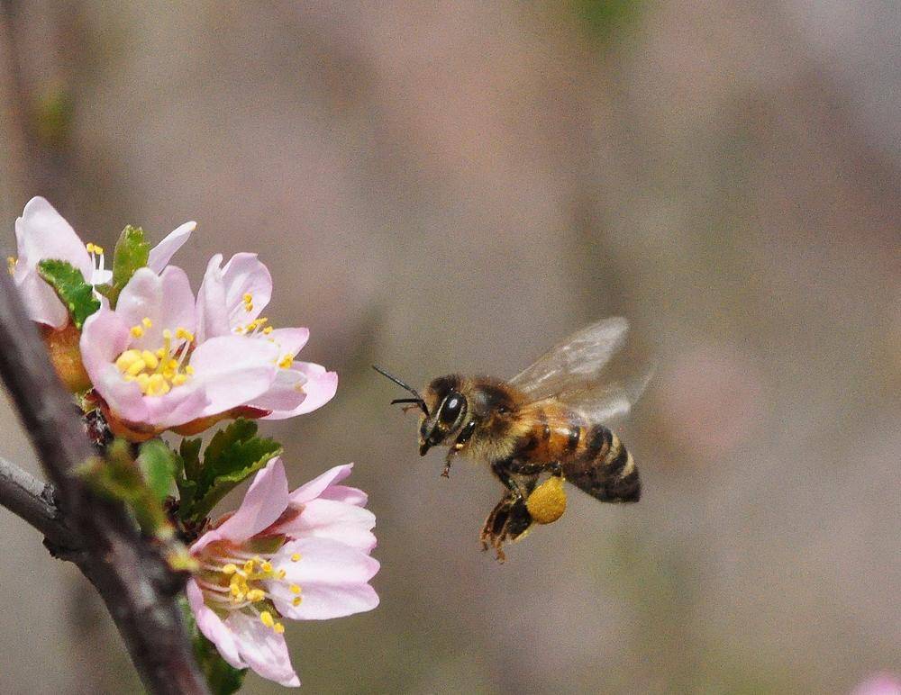 Bienenseuche: Sperrbezirk in Wuppertals Osten