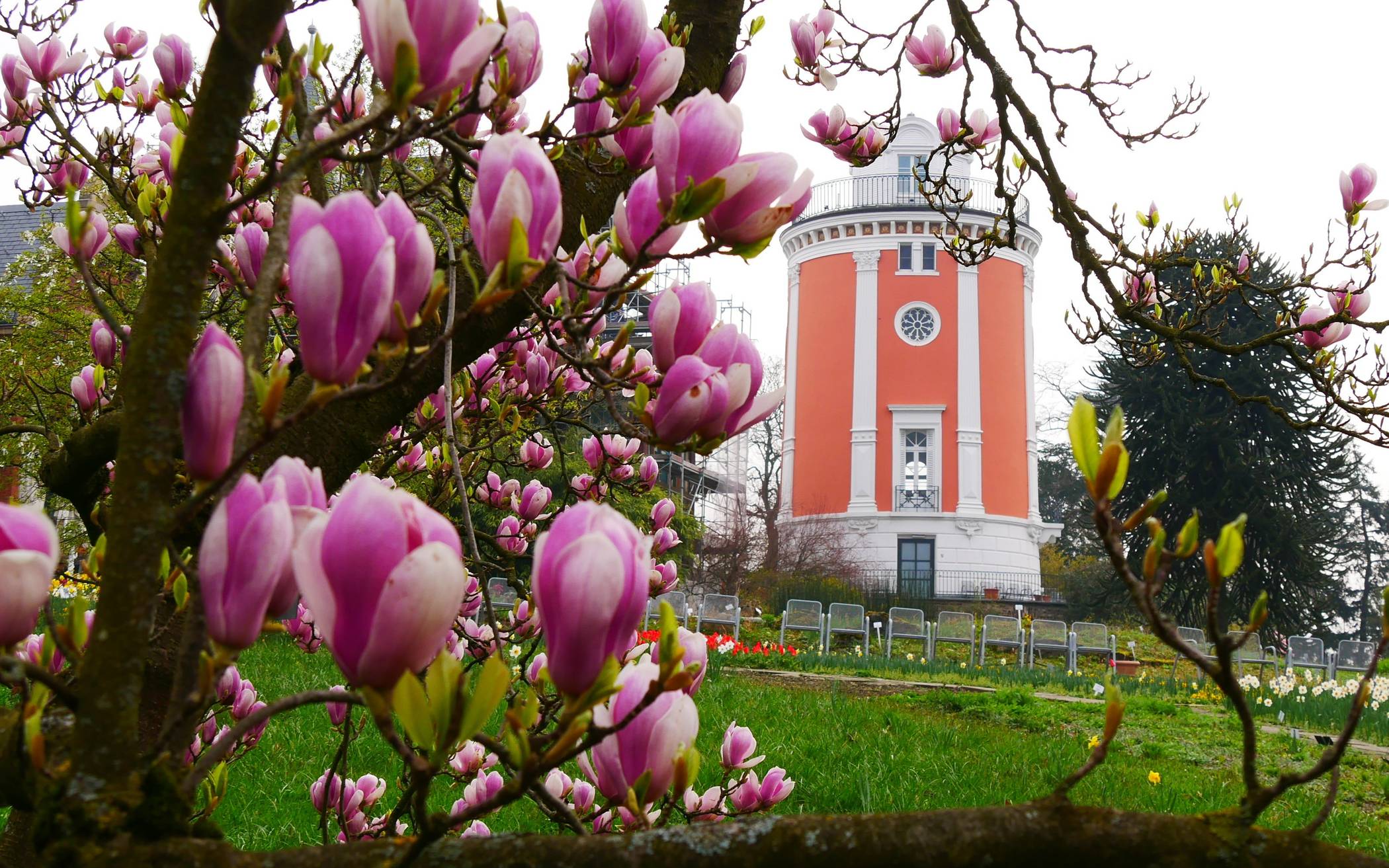 Die Magnolien blühen auf der Hardt.