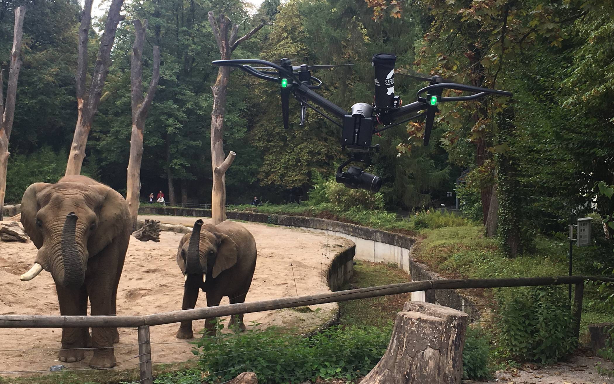  Die Elefanten und die Drohne.  