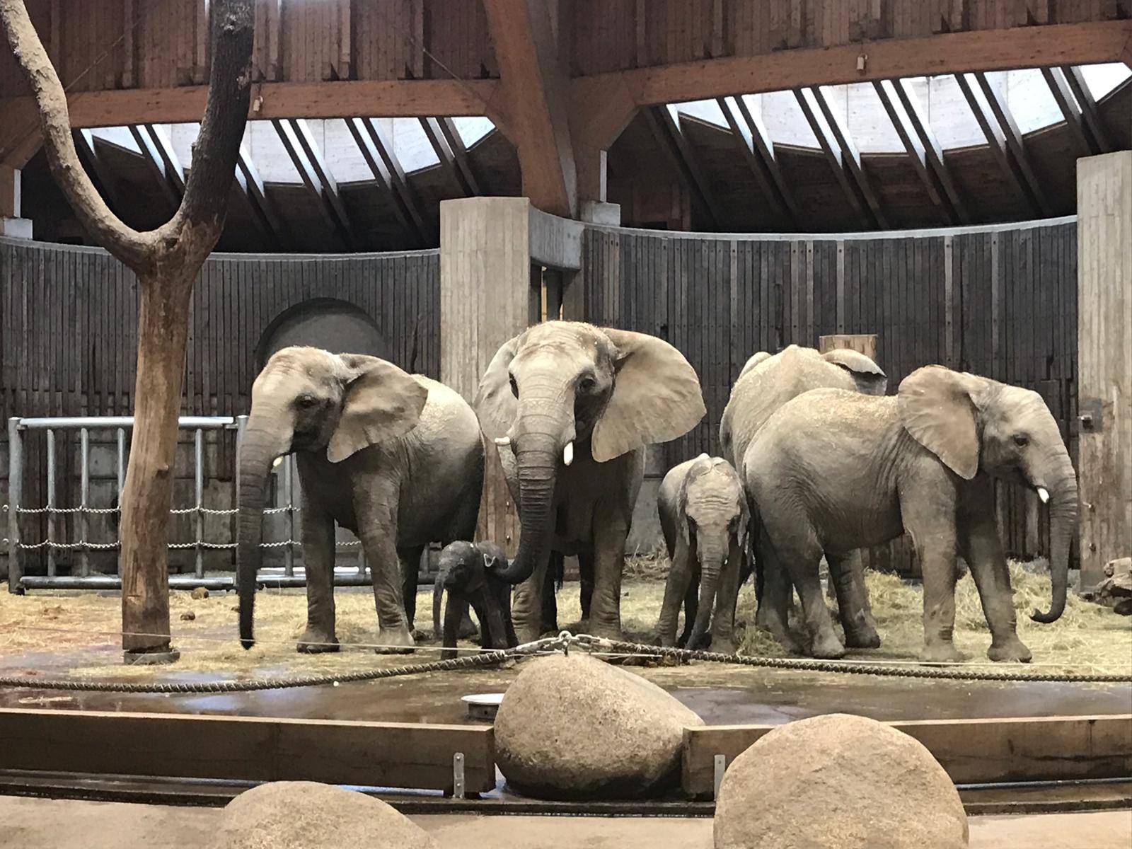 Elefanten-Jungtier: Sonntag zum ersten Mal draußen