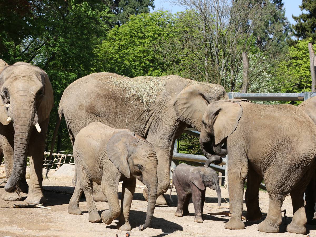 Erste Bilder vom Elefantenbaby „Gus“
