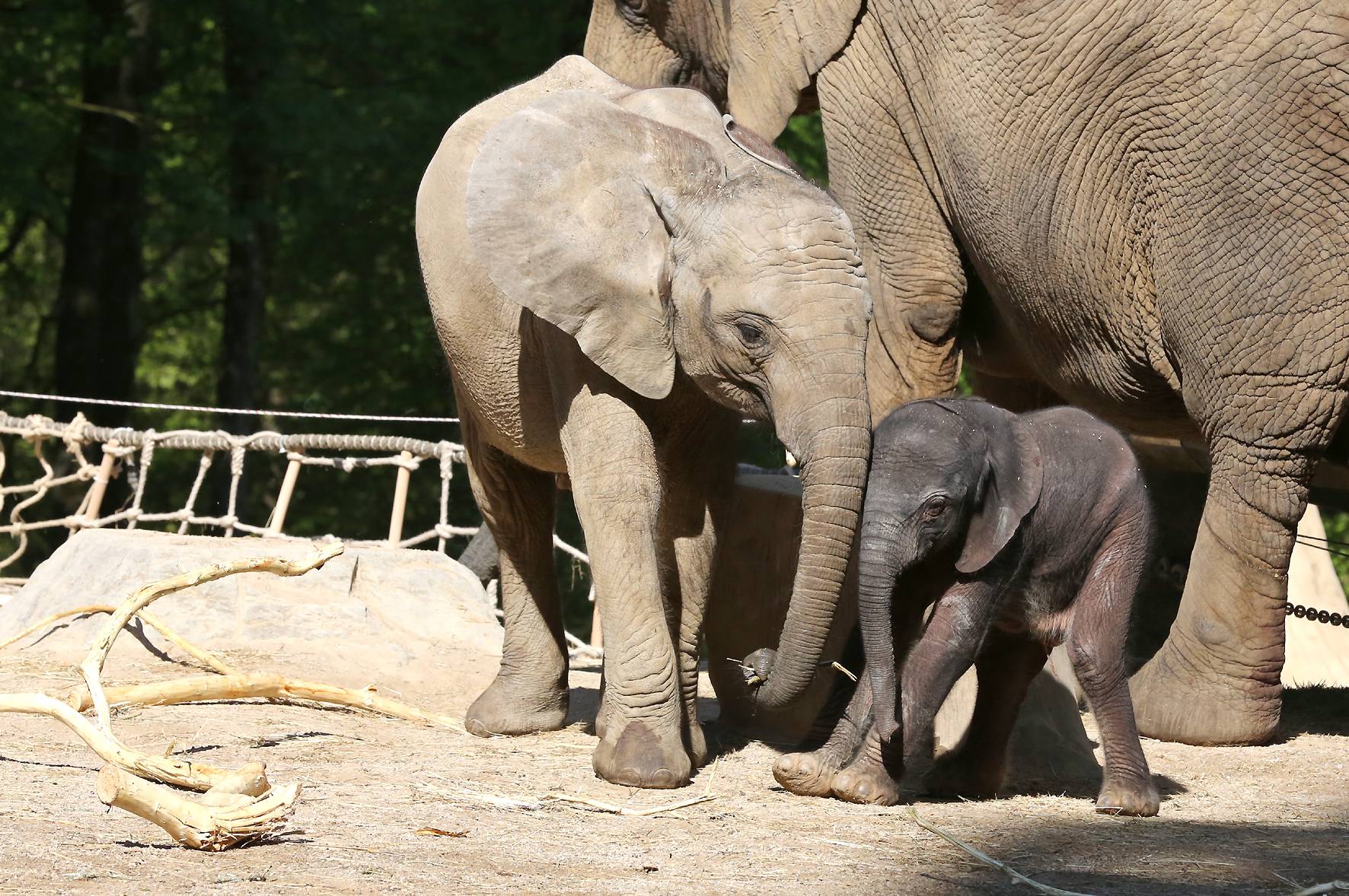 Bildergalerie: Elefantenbaby „Gus“ im Außengehege
