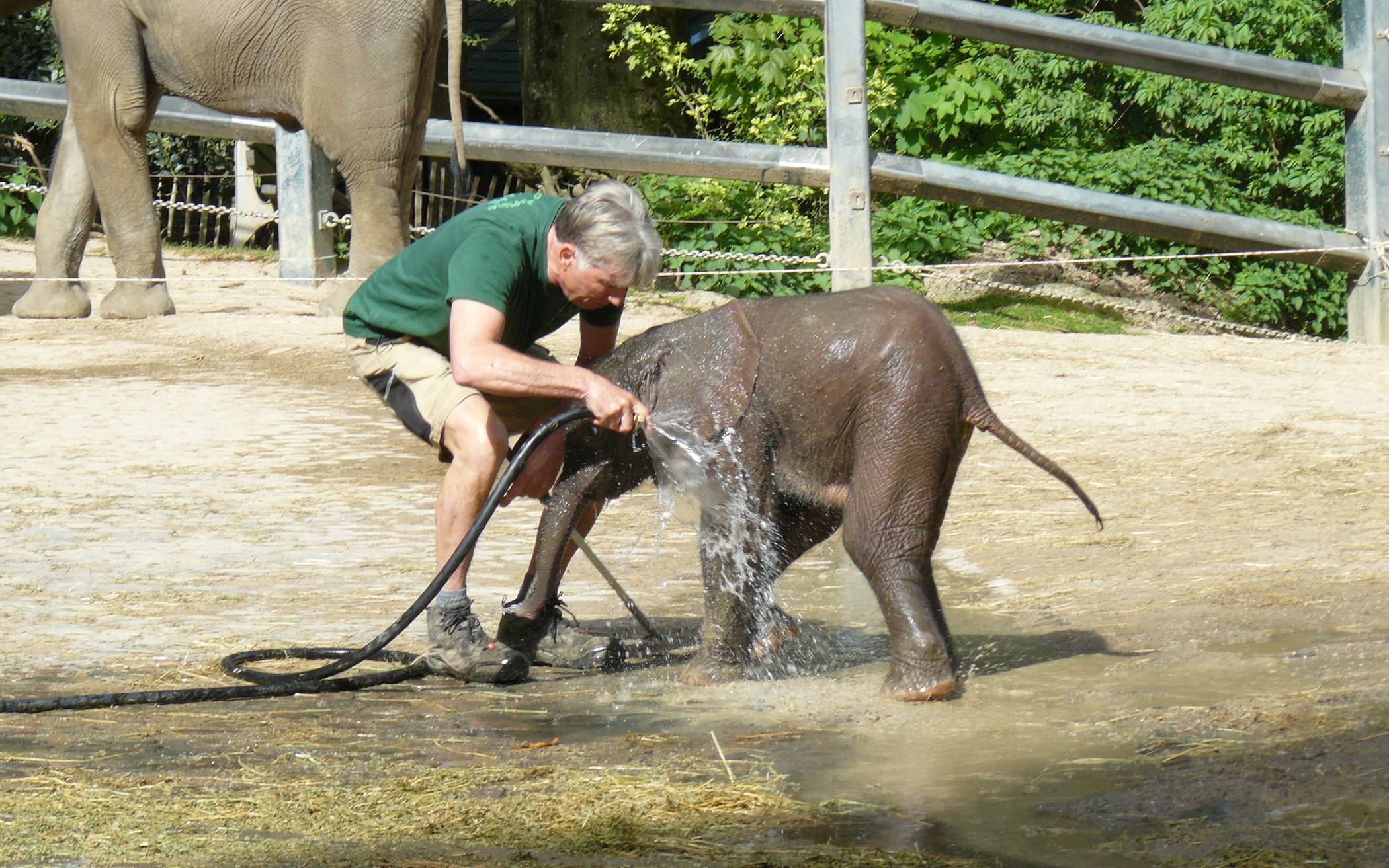 Mit Video: Babyelefant „Gus“ genießt seine erste Dusche