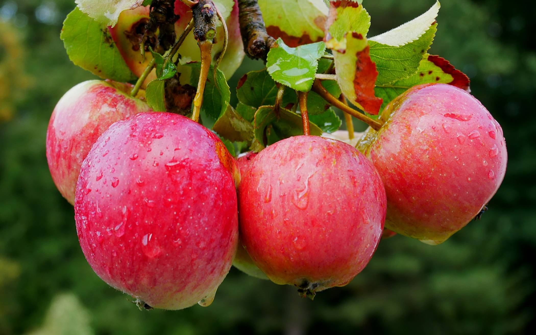 Verlockend - aber auch immer die
