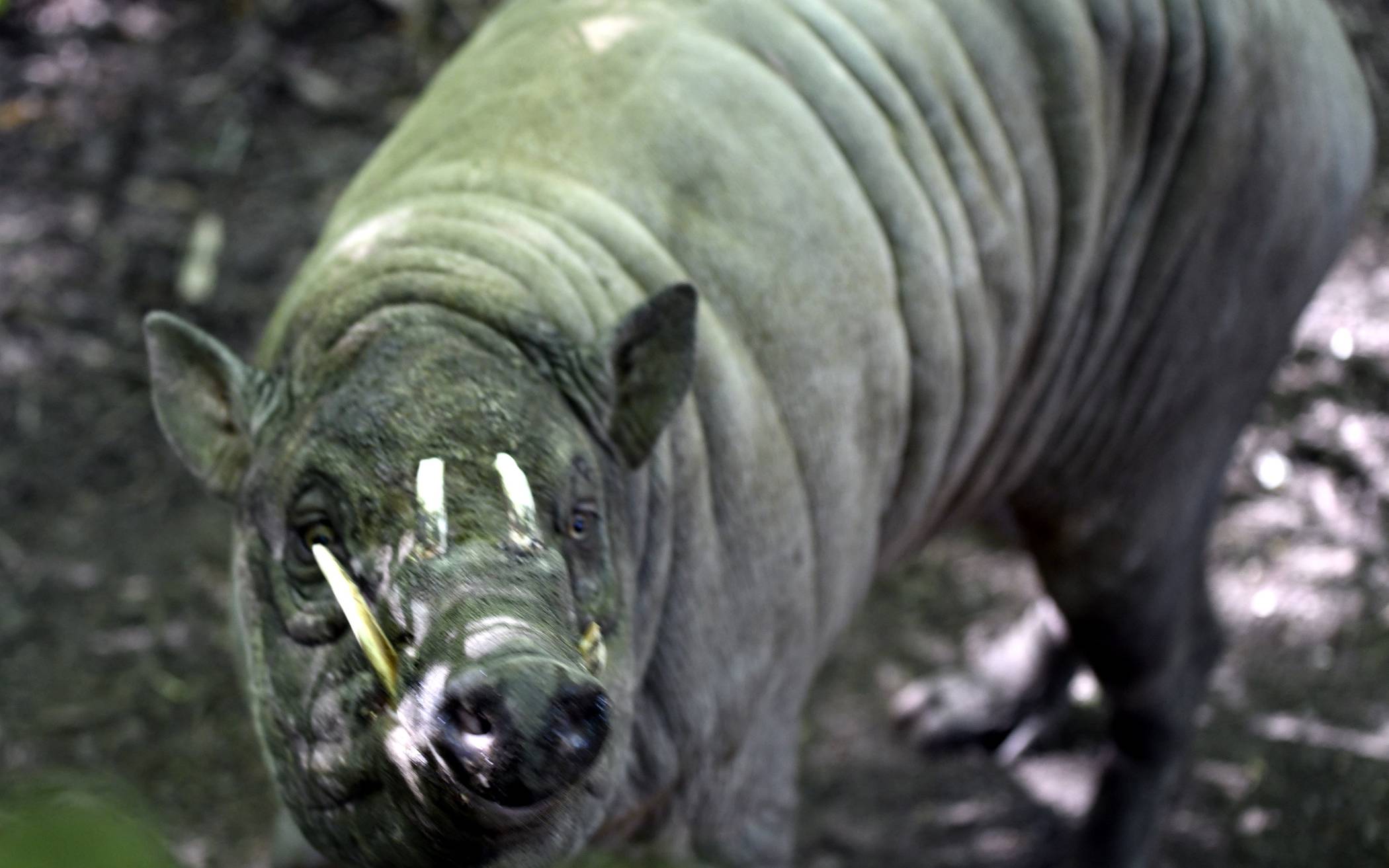 Im Grünen Zoo Wuppertal leben zahlreiche bedrohte Tierarten