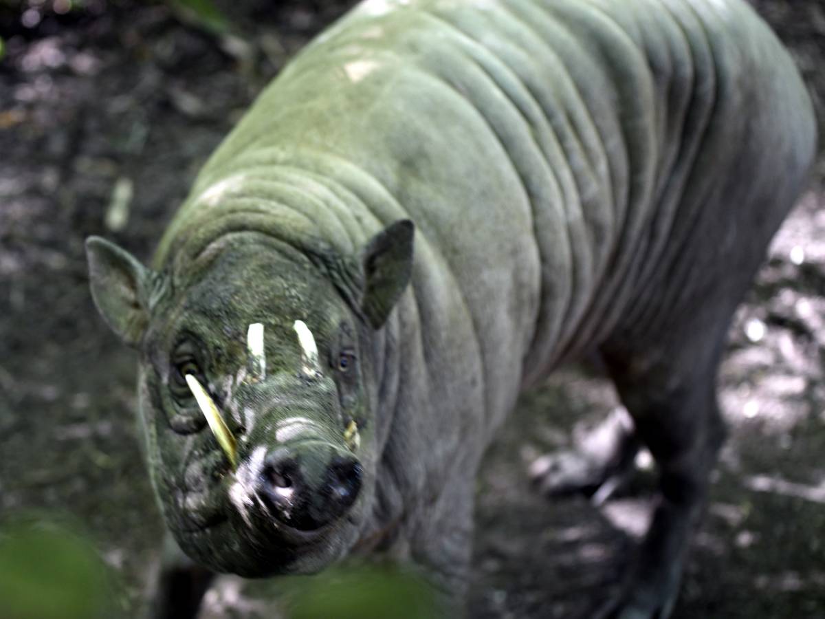 Engagements für den Natur- und Artenschutz im Grünen Zoo Wuppertal
