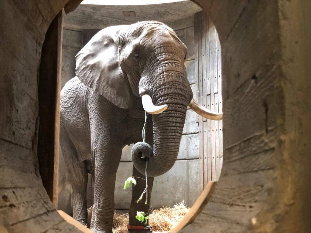Elefantenbulle Tusker verlässt den Zoo