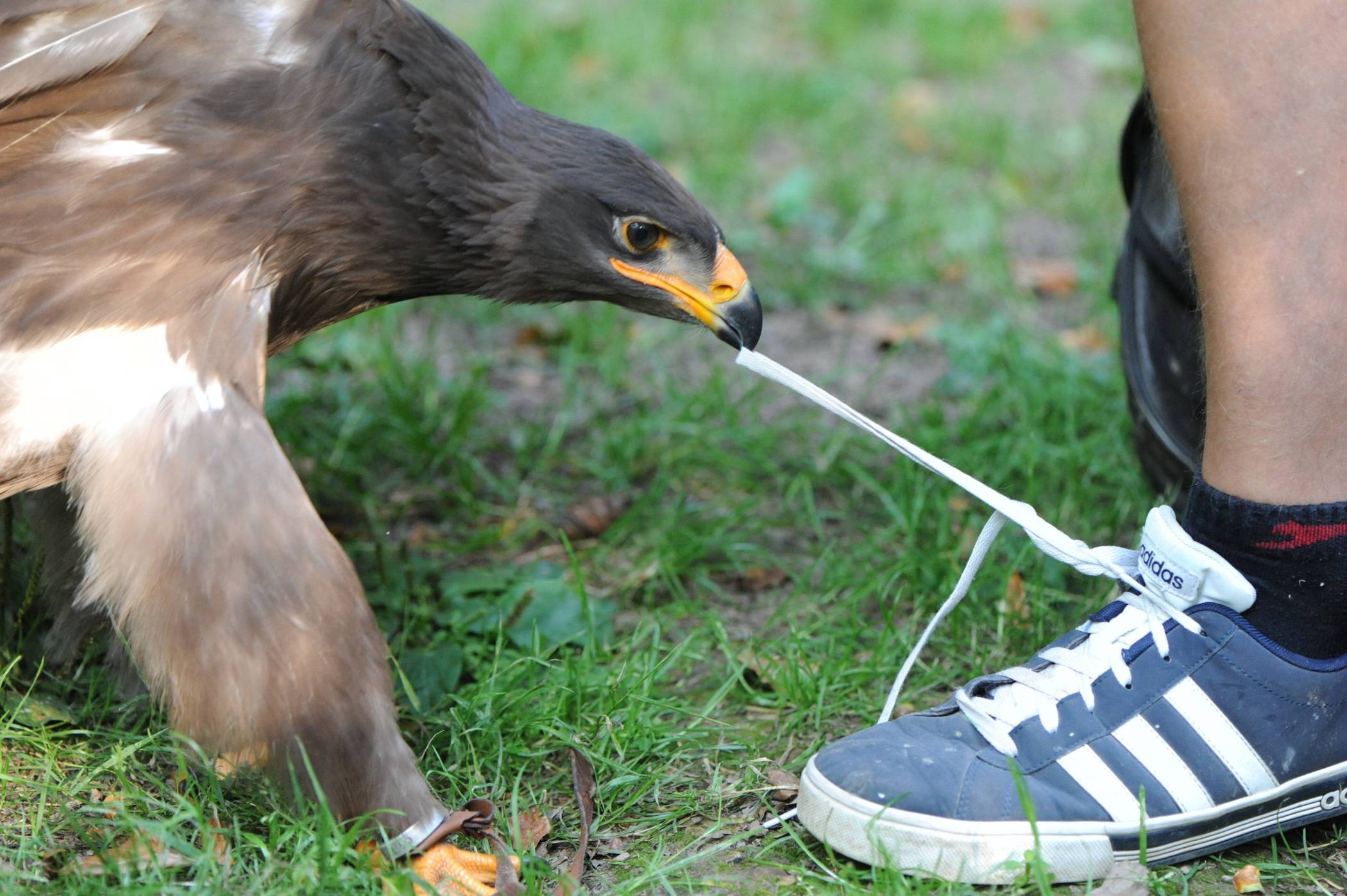  Scharfer Blick und scharfer Schnabel. 