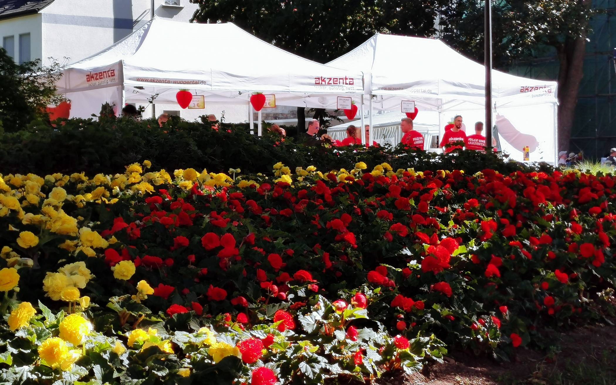 Blütenmeer vor dem...