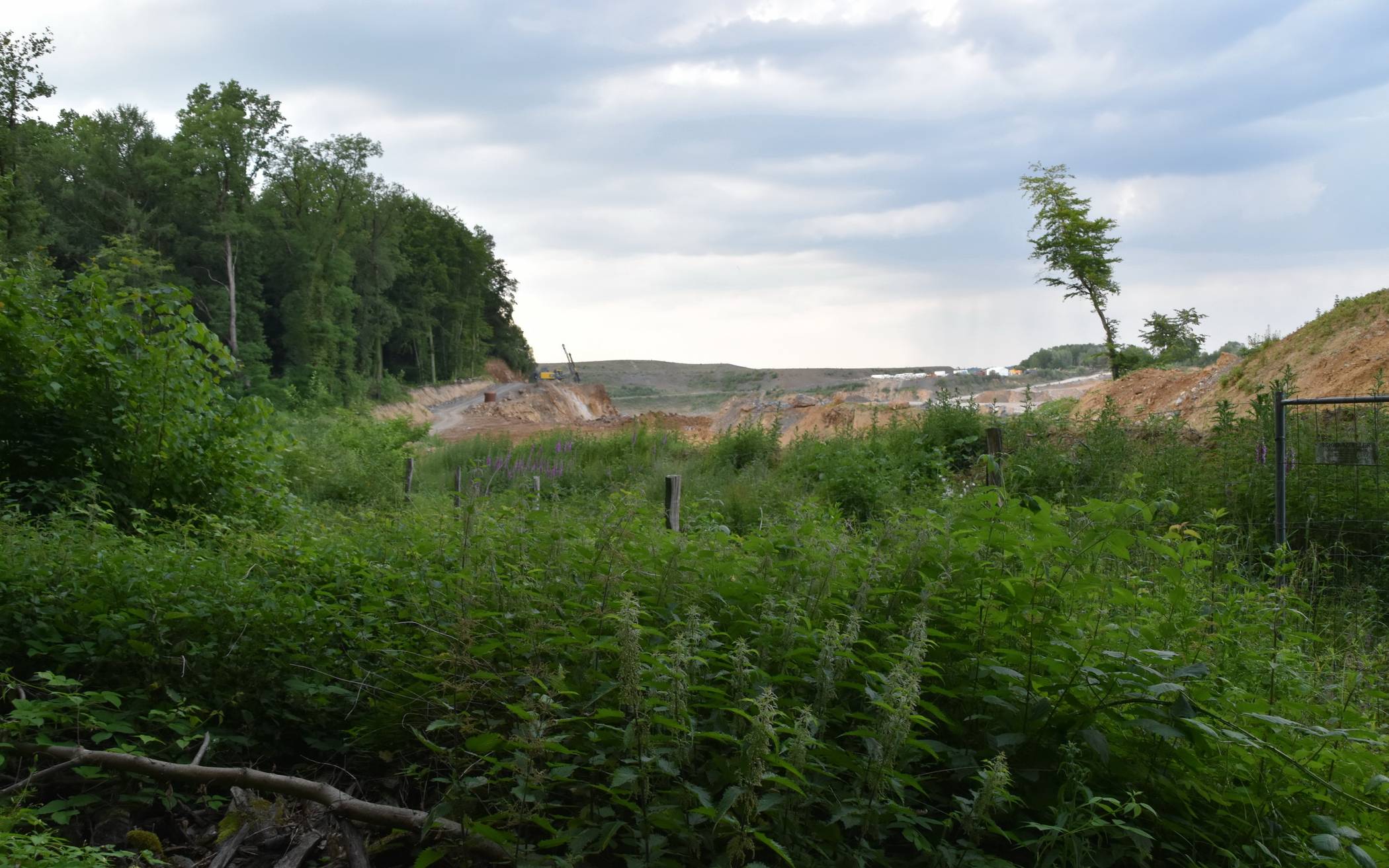 Die Grube und das angrenzende Waldgebiet.