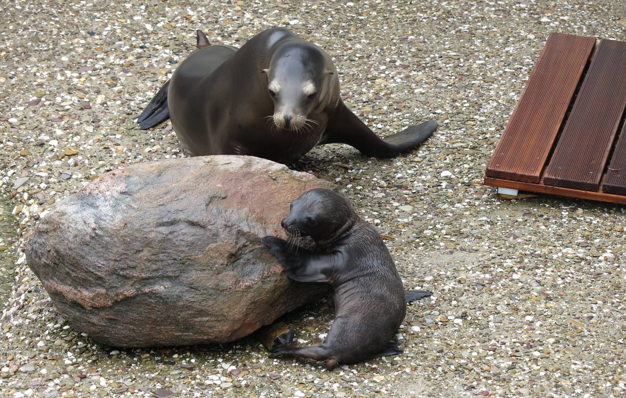  Kinder kommen bald für 1,70 Euro in den Zoo, um dort zum Beispiel den süßen Seelöwen-Nachwuchs zu bewundern. 