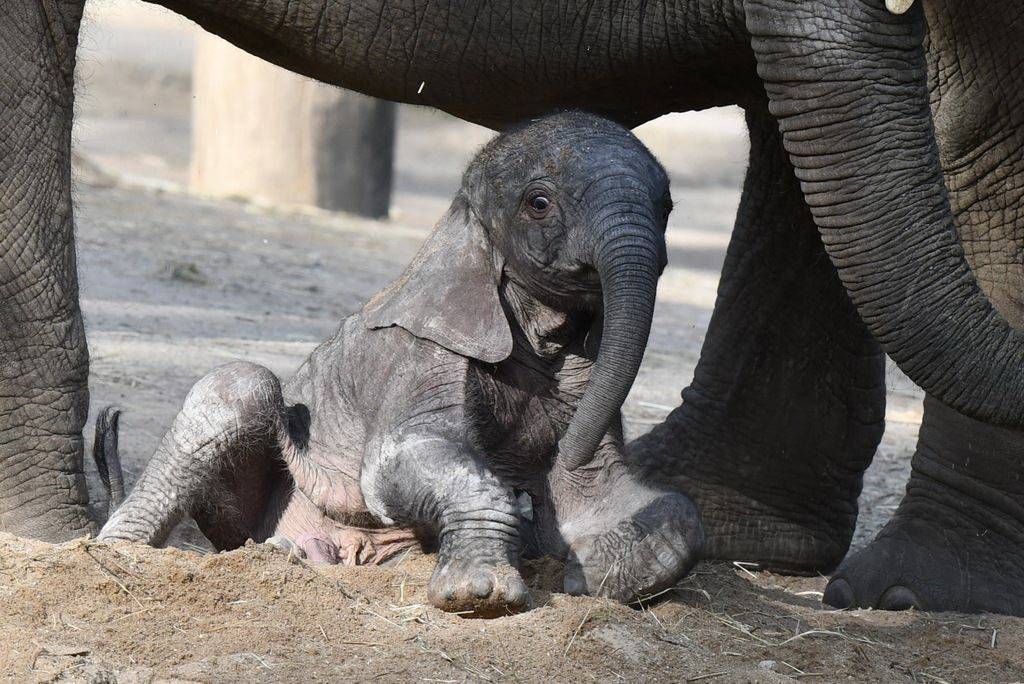 Der Publikumsliebling: Elefant...