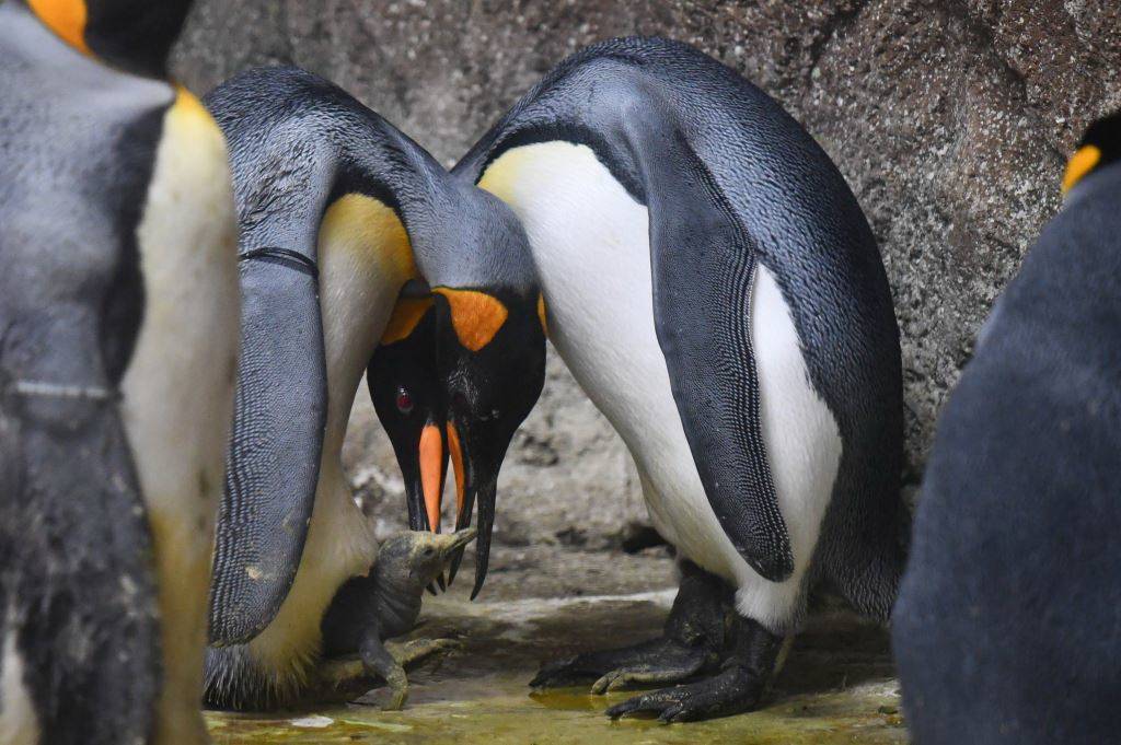 Er ist ein kleiner...