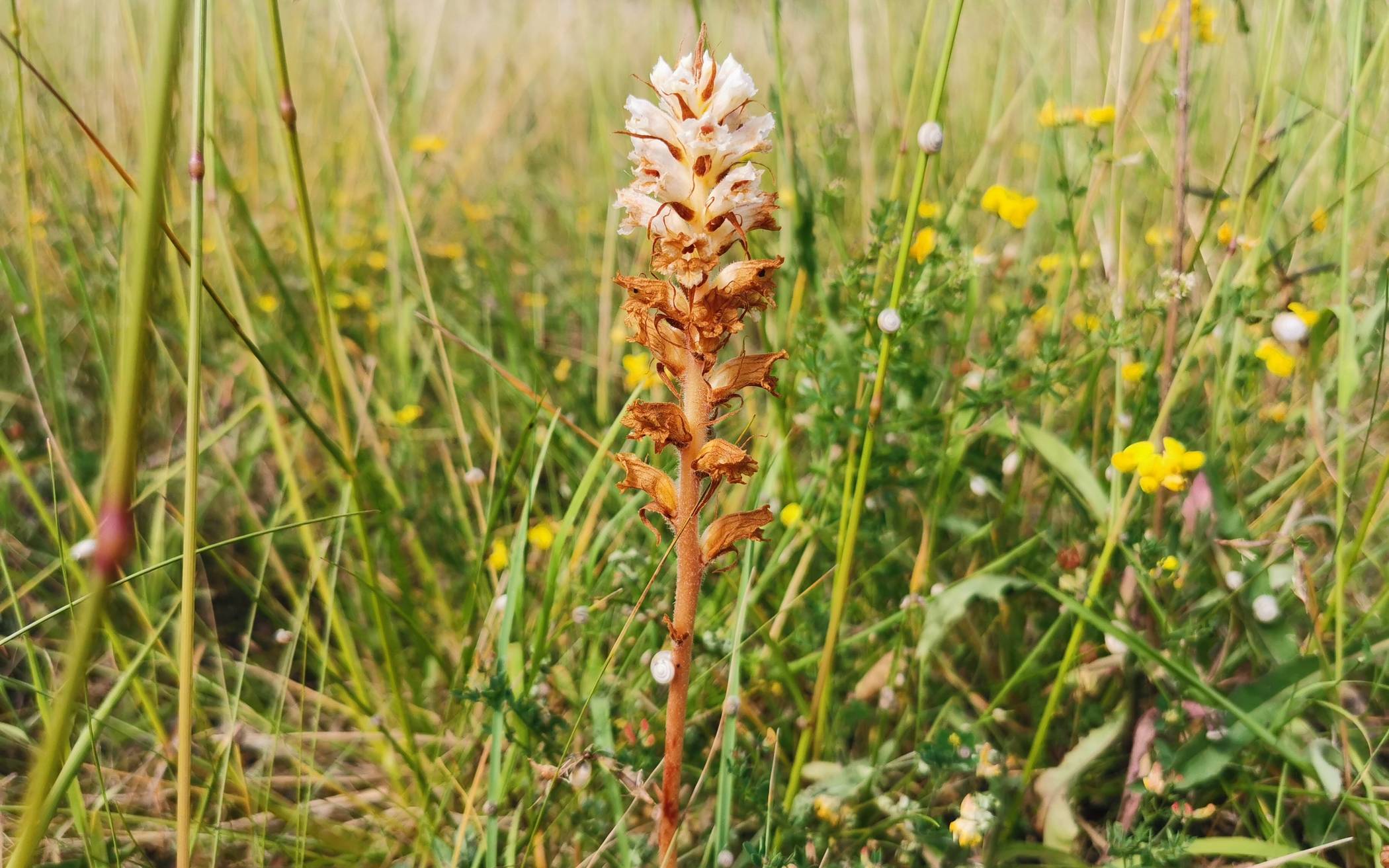 Die Bitterkraut-Sommerwurz, eine Pflanze, die in NRW bisher kein zweites Mal vorkam, wächst auch auf dem Eskesberg.