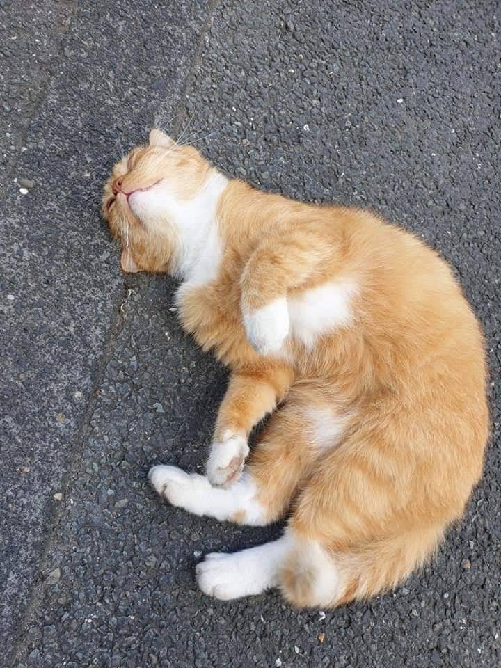 Auf Facebook hat er Follower in Amerika und Österreich....