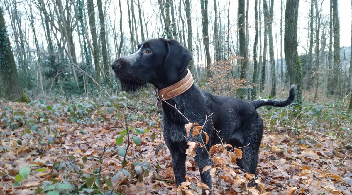 Wuppertal Sucht Vermissten Hund Maggy