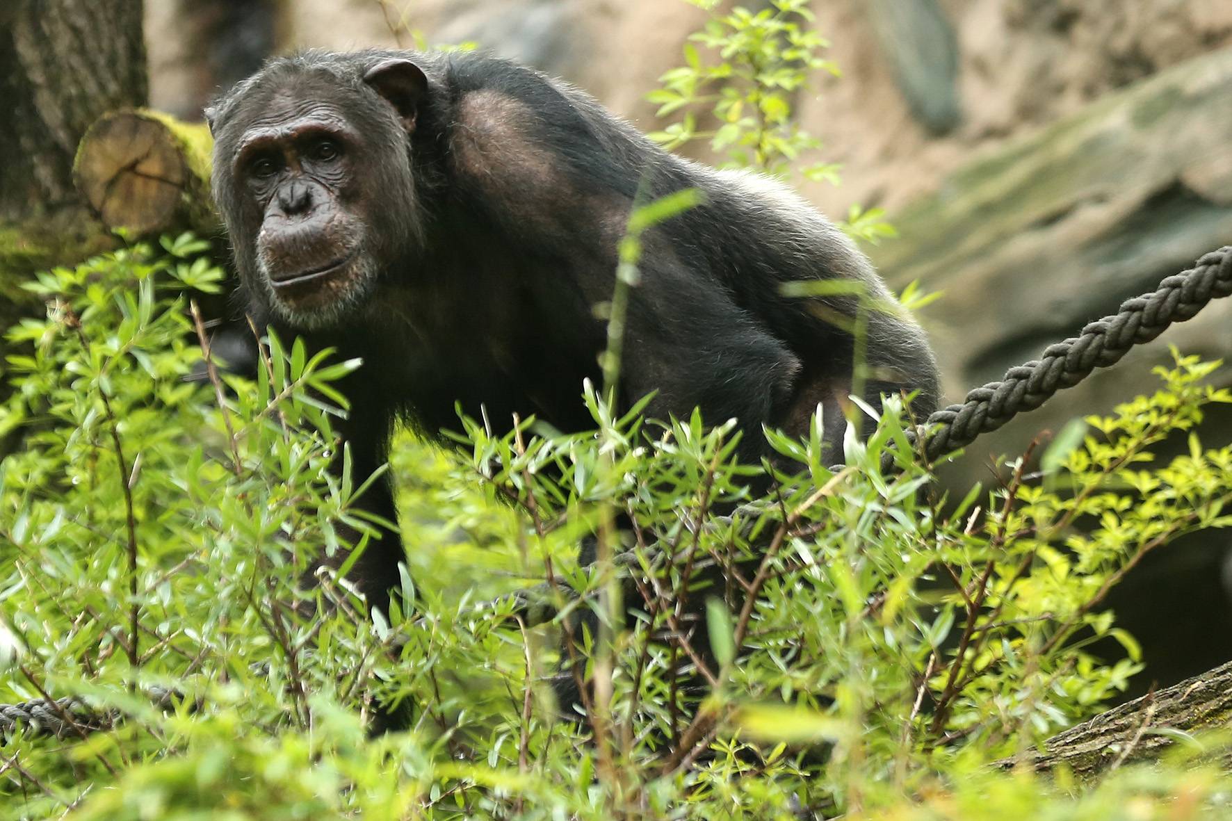 Schimpanse Epulu hat Wuppertal verlassen.