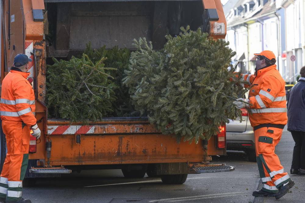 AWG holt Weihnachtsbäume ab