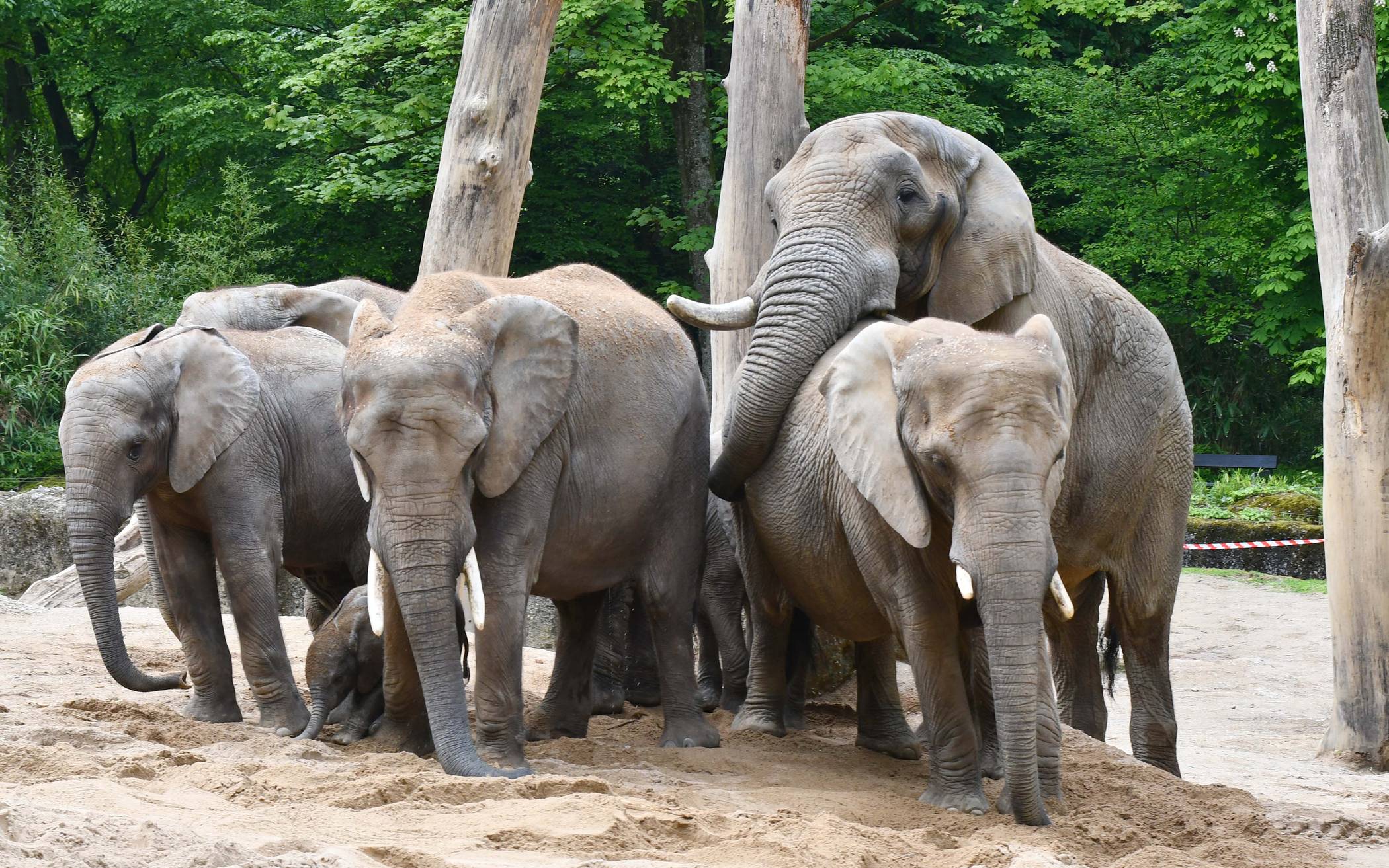 Nach Sturm „Victoria“: Zoo kann wieder regulär öffnen