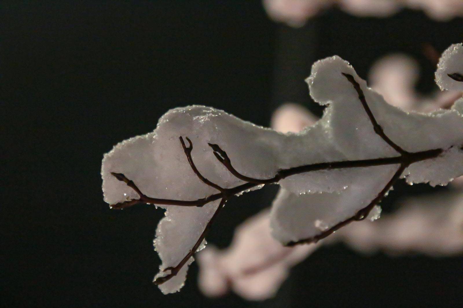 Am Donnerstagnachmittag (27. Februar 2020) fiel einiges an Schnee auf den Höhen...