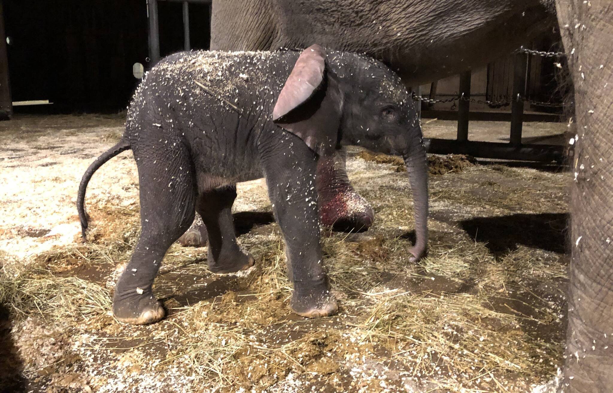 Geburt: Elefant „Tsavo“ ist gesund und munter
