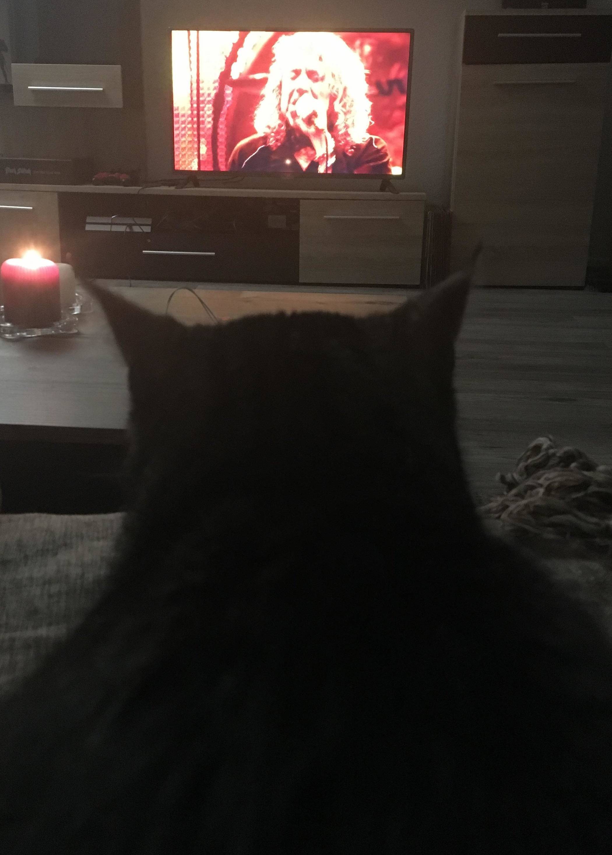 Katze Schnuki vertreibt sich die Zeit mit Muisk-Videos. Am liebsten hört sie Led...