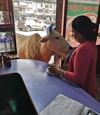 Im Restaurant wird außer den Gästen aus Wuppertal auch eine „heilige Kuh“...