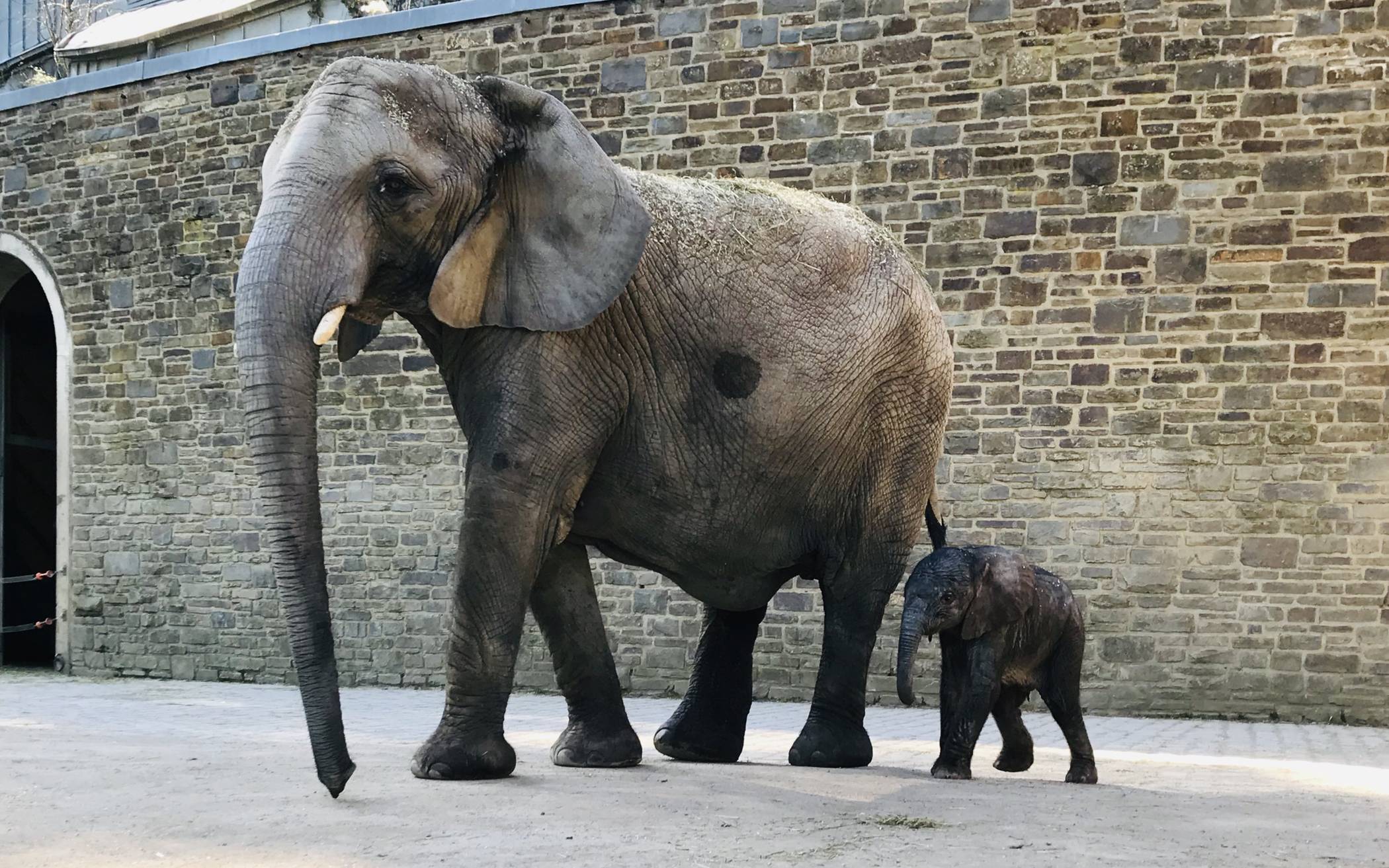  Elefantenbaby „Kimana“ mit seiner Mutter „Tika“ im Außengehege. In der Nacht zu Dienstag ist sie auf die Welt gekommen. 