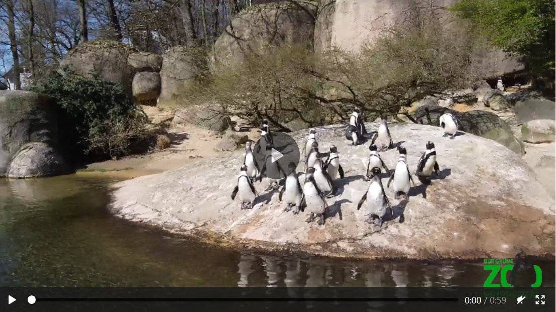 Letztes Zoo-Drohnenvideo zeigt Brillenpinguine