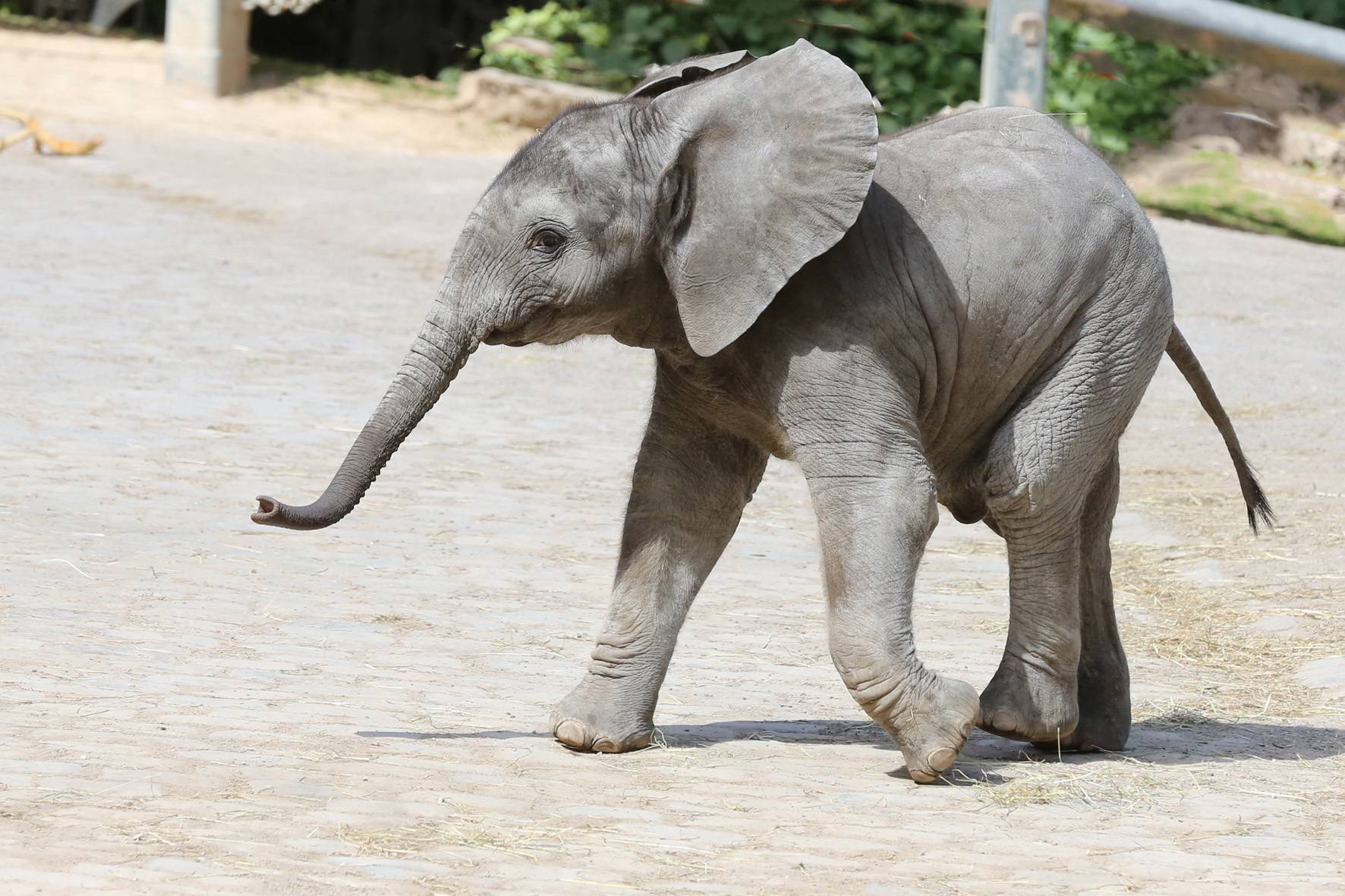 Erstmals ist Elefantenbaby Kimana zu sehen.