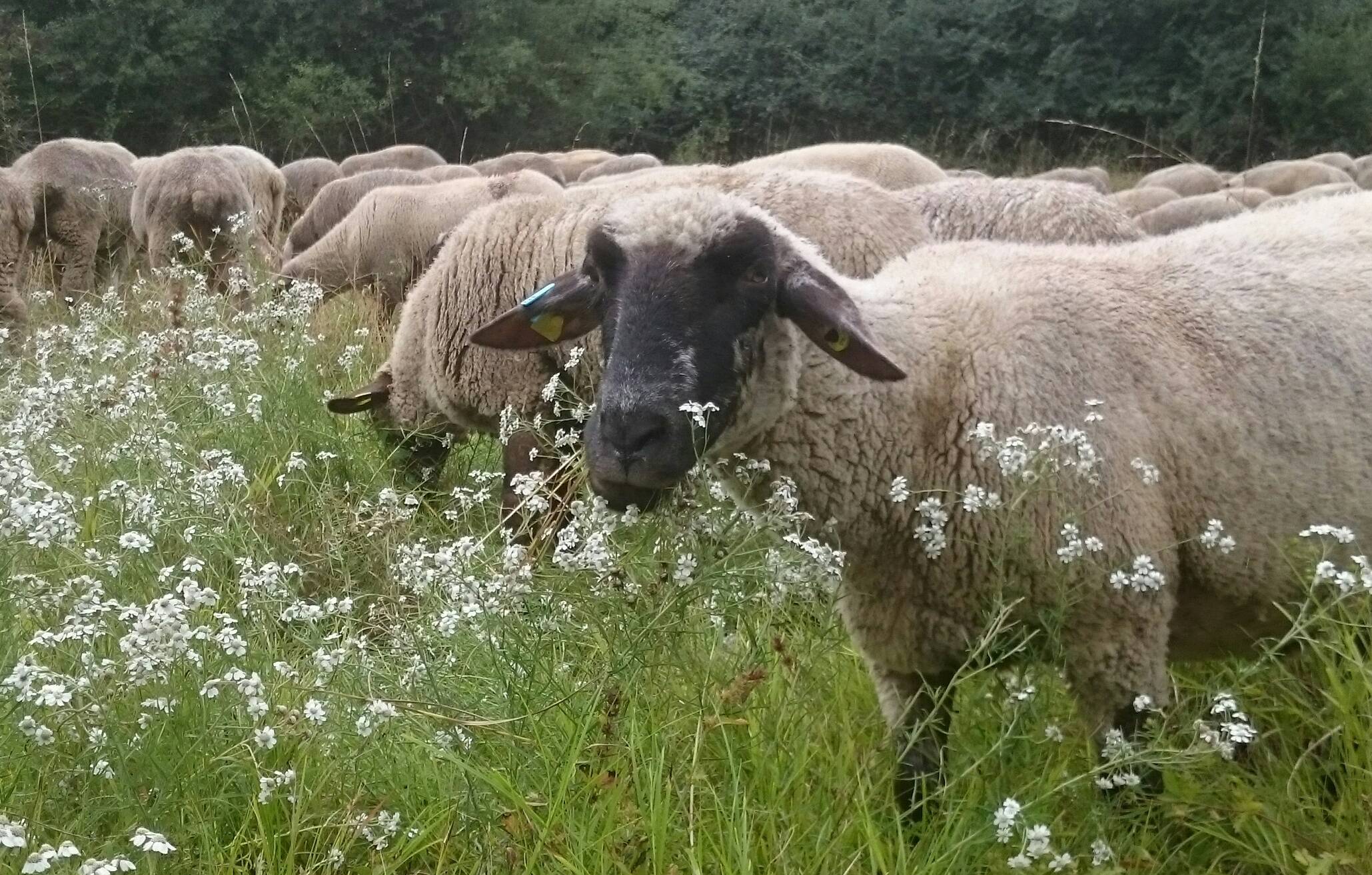  Schafe an den Hängen der Wupper-Talsperre, die sich mit Sumpfschafgarbe den Bauch voll schlagen.  