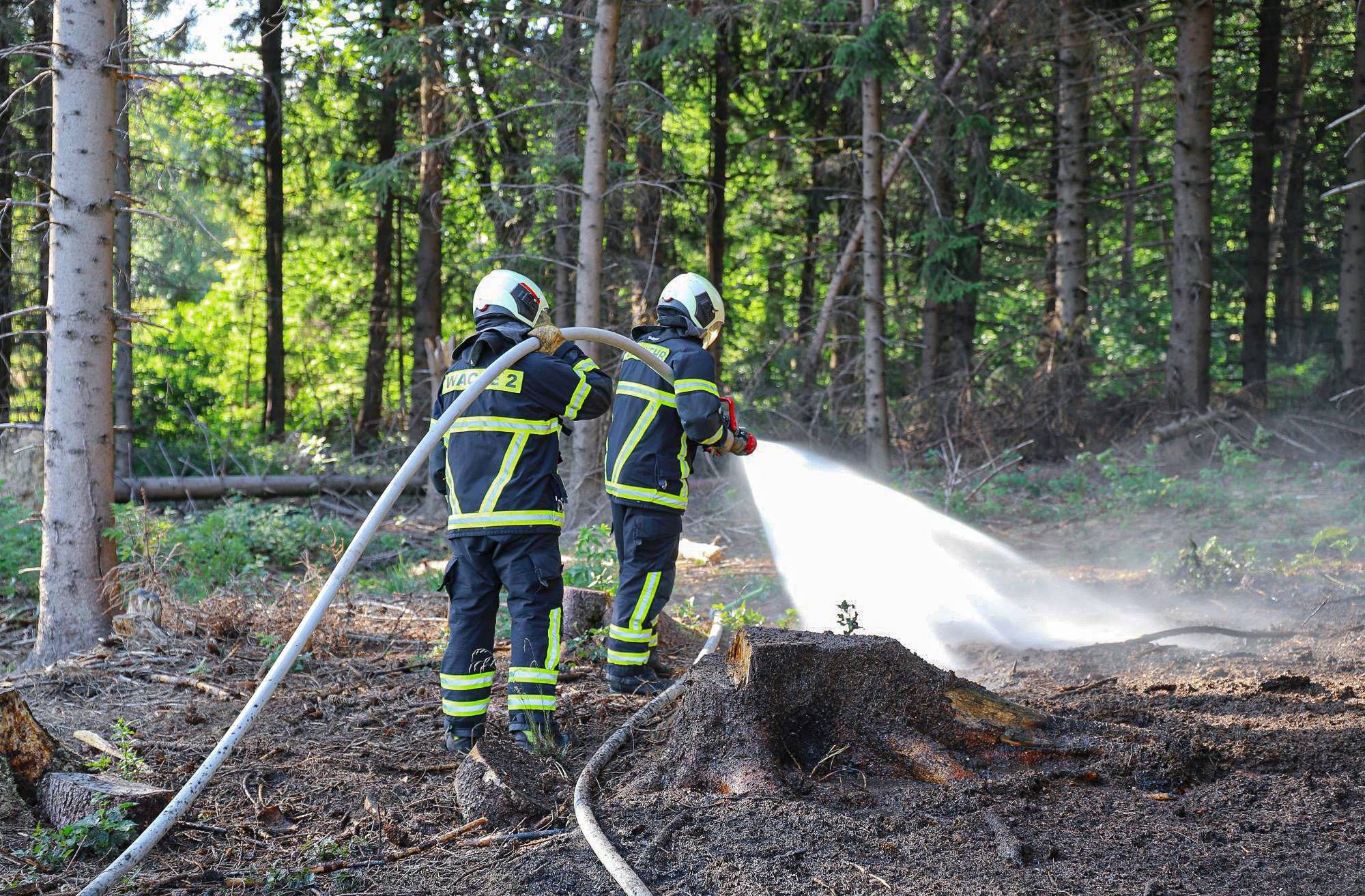 Verdacht auf Brandstiftung in Waldgebiet