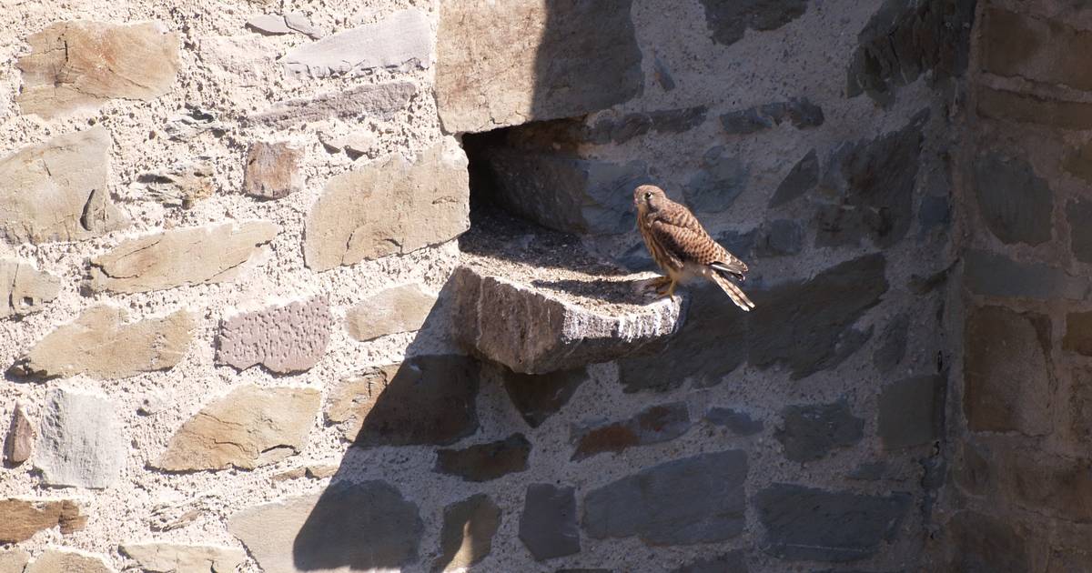 FalkenNachwuchs Es geht rund auf Schloss Burg