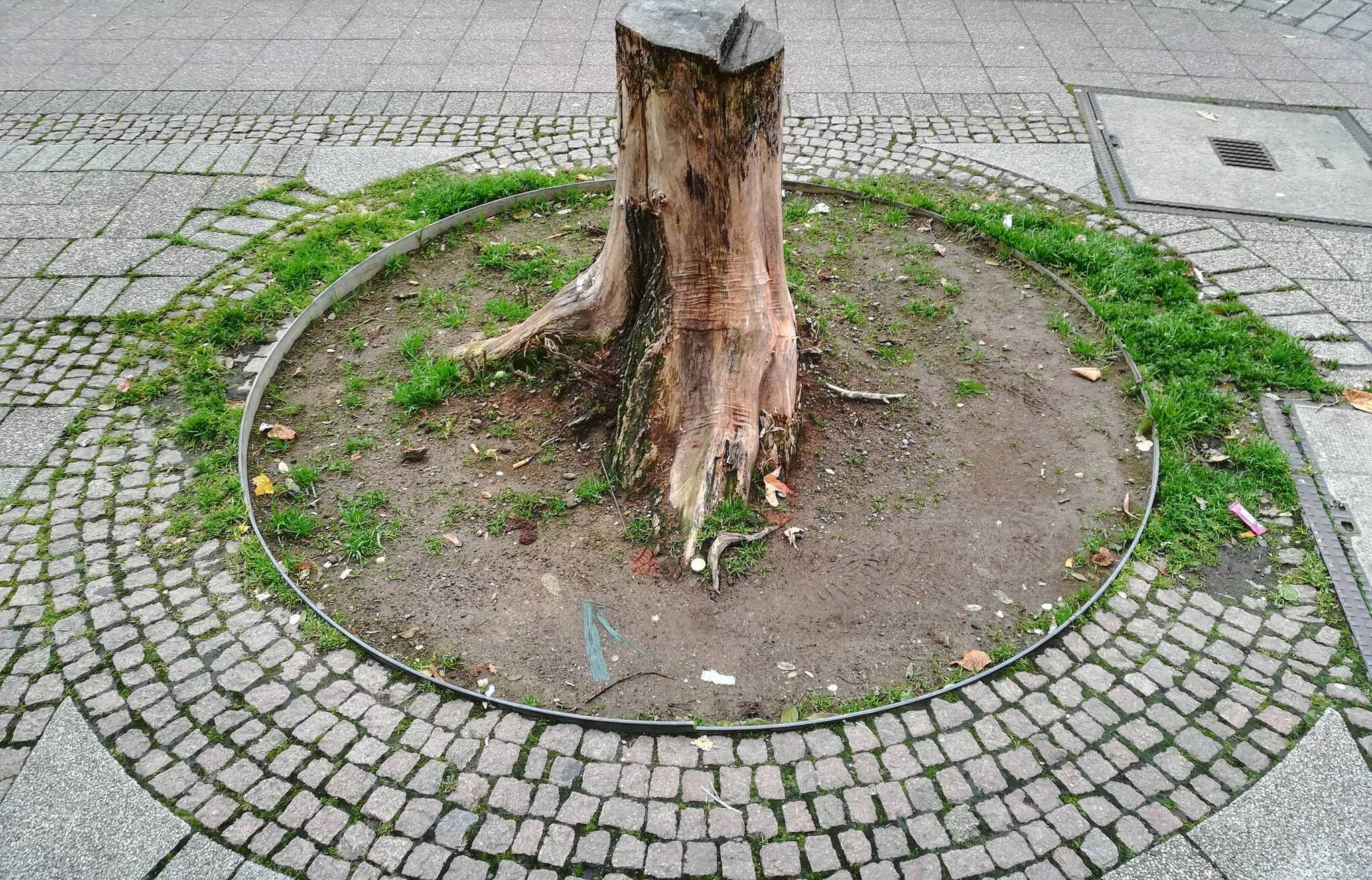  Archivfoto: Ein Baumstumpf an der Berliner Straße.  