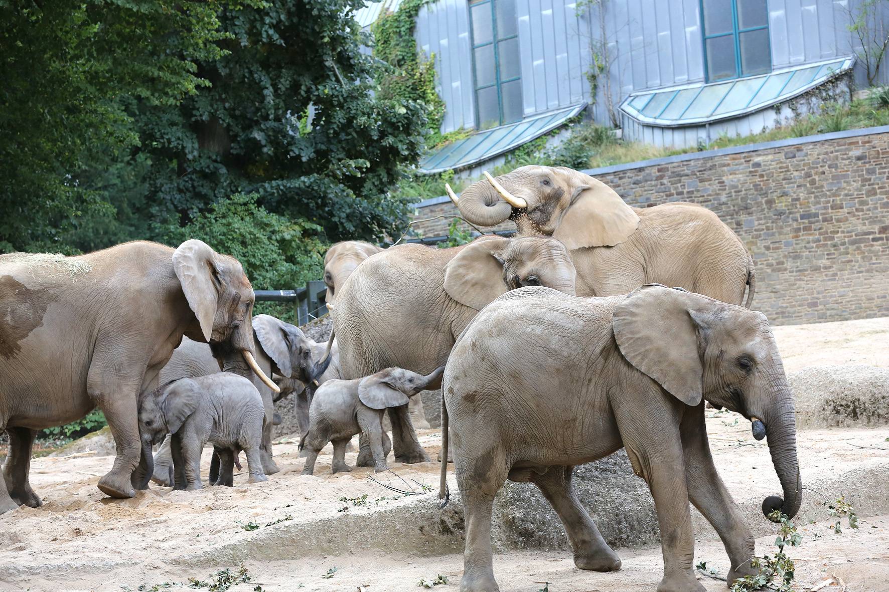 Die Elefantenfamilie ist wieder beisammen.