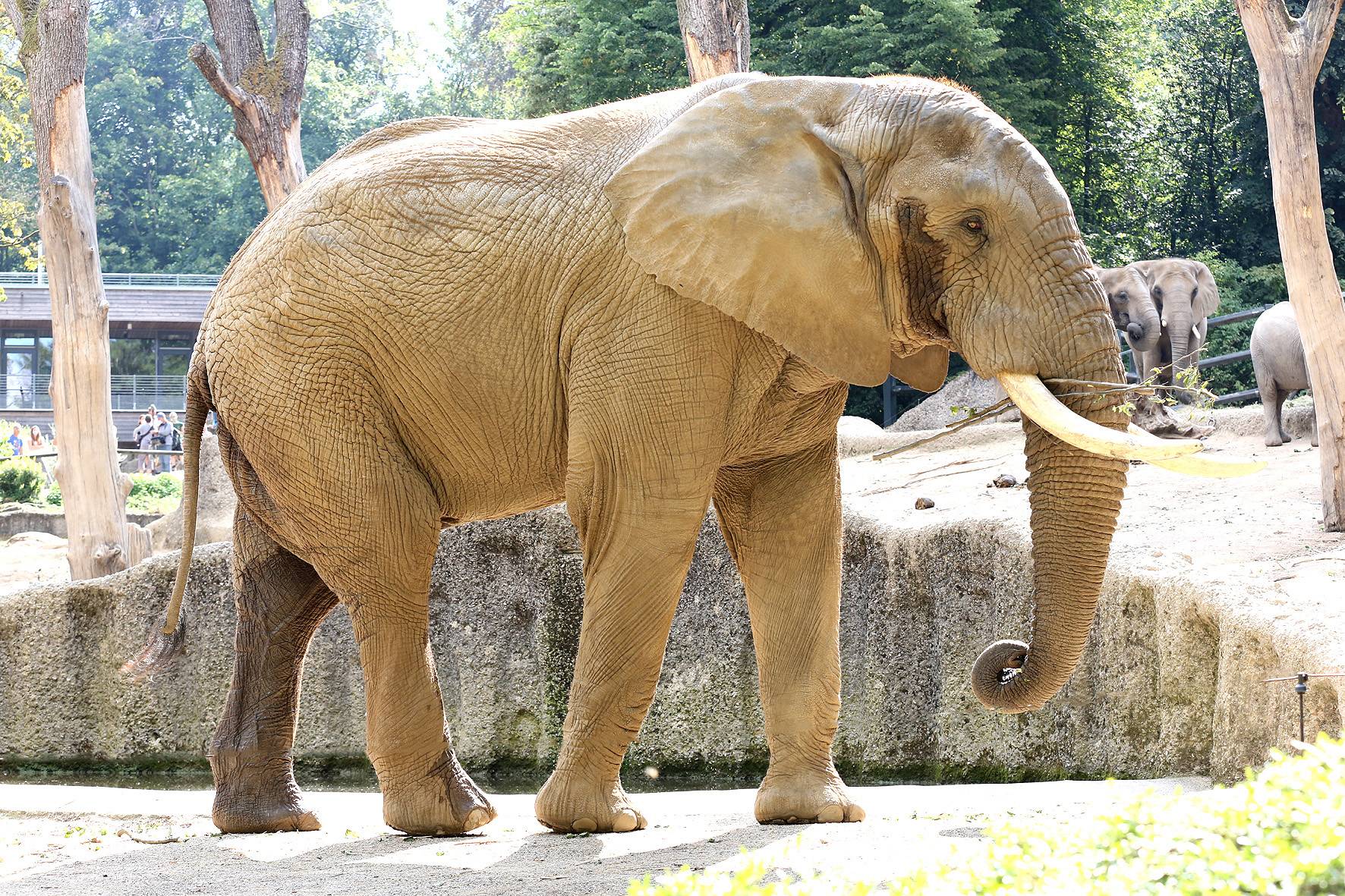 Elefantenfamilie vereint