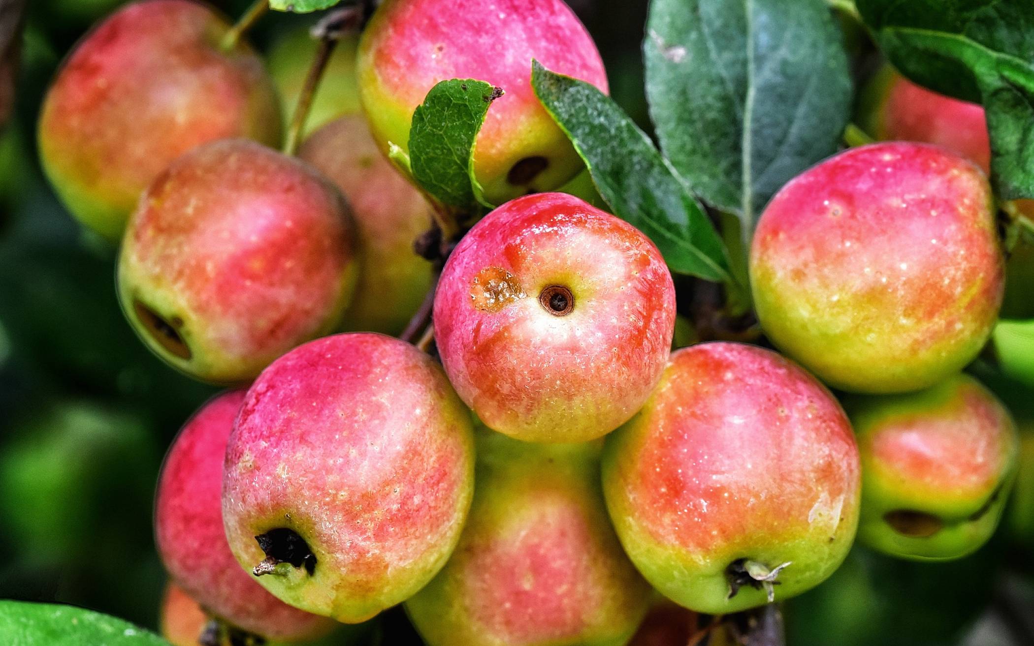 Apfelbäume für Klimaschutz: Stadt gibt Zuschuss