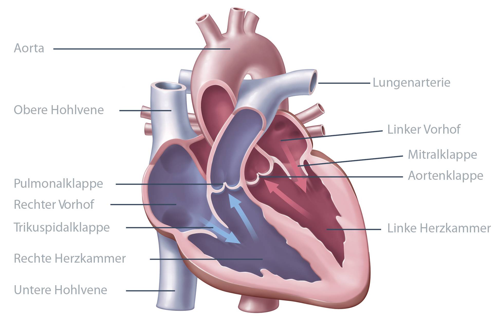  Das Herz – ein ebenso wertvolles wie faszinierendes Organ. 