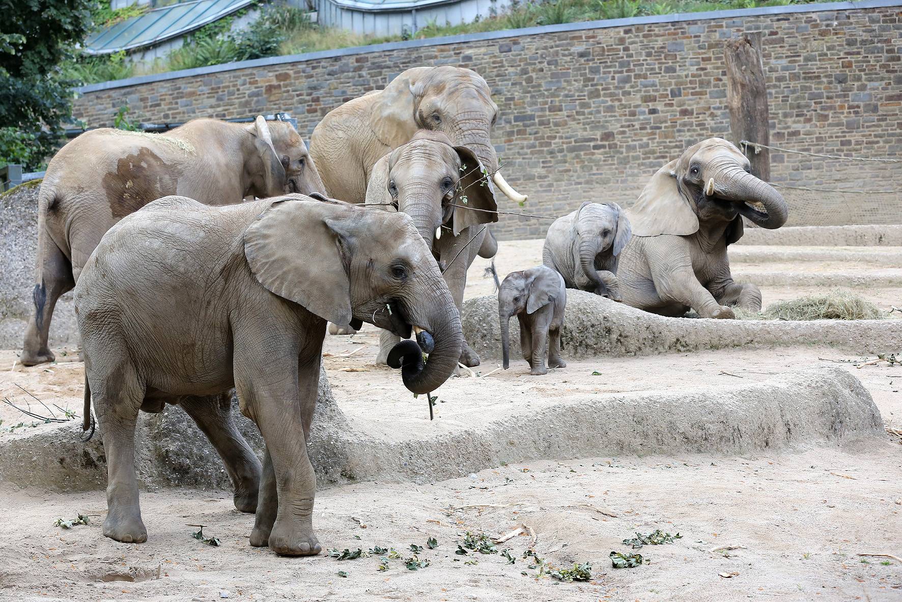 Die Elefanten im Wuppertaler Zoo.