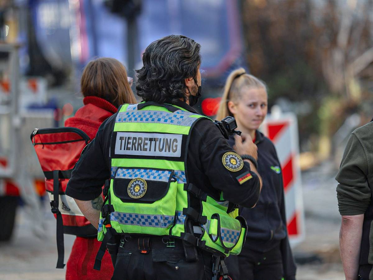 Vermisste Katze gefunden

