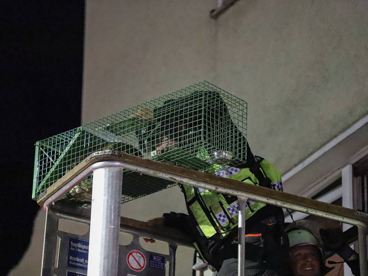 Weitere Katze aus zerstörtem Haus gerettet
