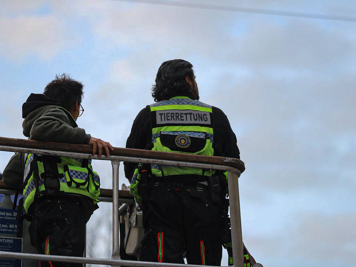 Katze Nummer drei in Sicherheit
