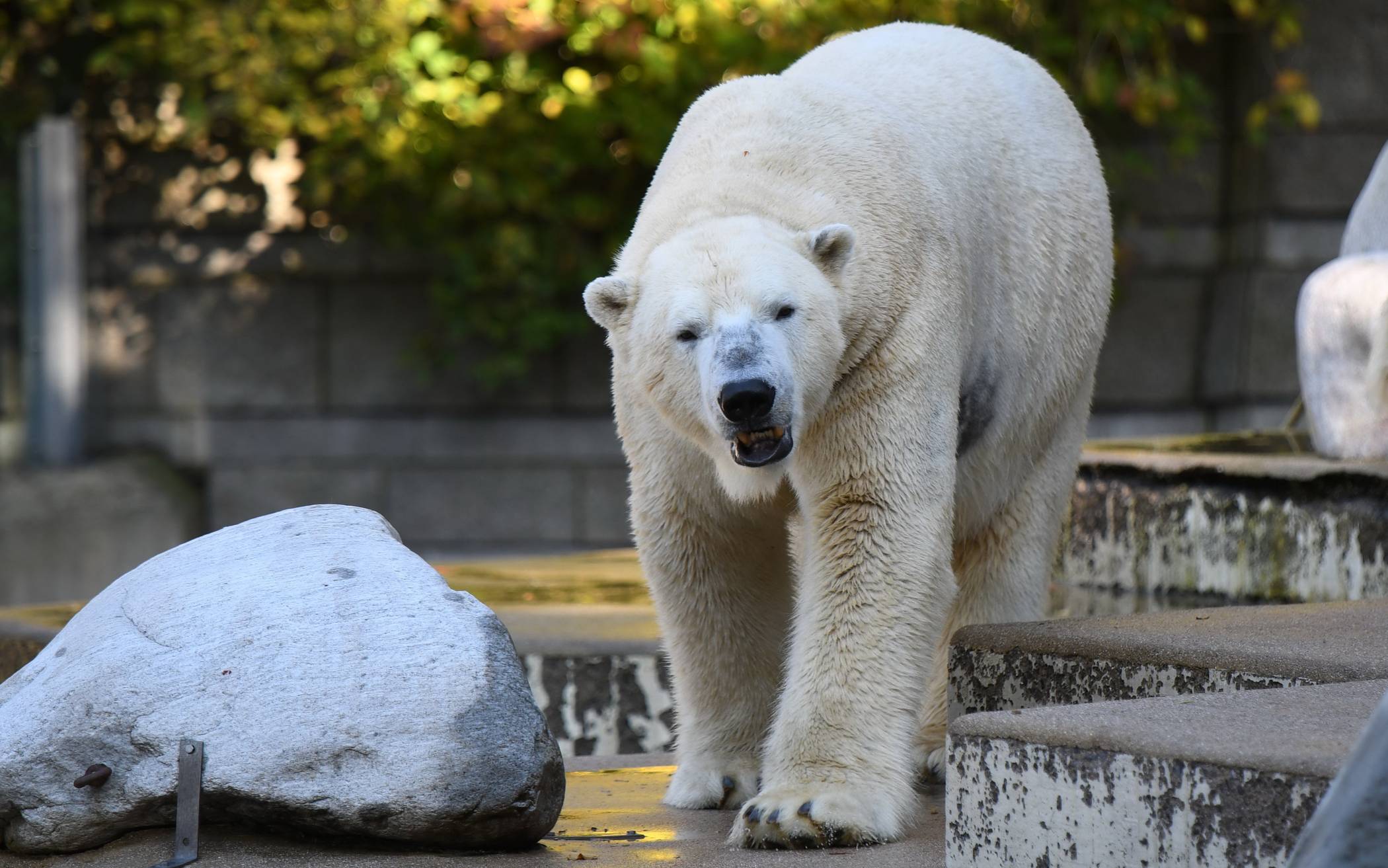 Eisbär Luka hat in England bald viel mehr Auslauf