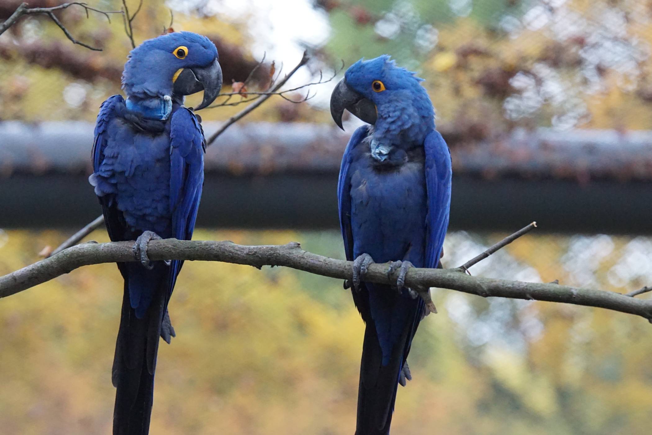  Die Hyazintharas im Grünen Zoo. 