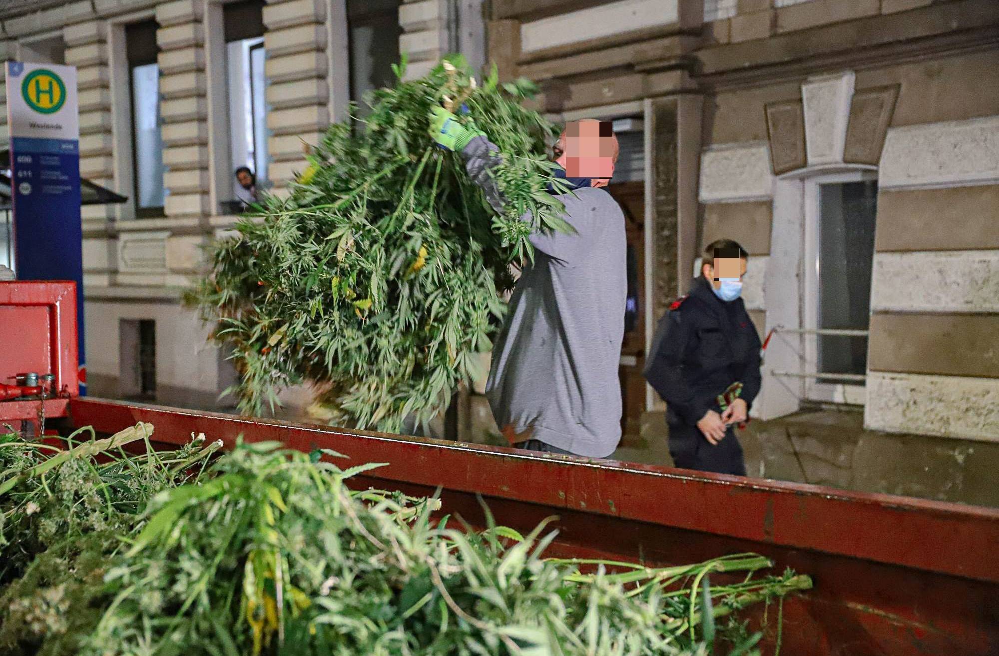 Polizei transportiert Marihuana-Pflanzen im Großcontainer ab