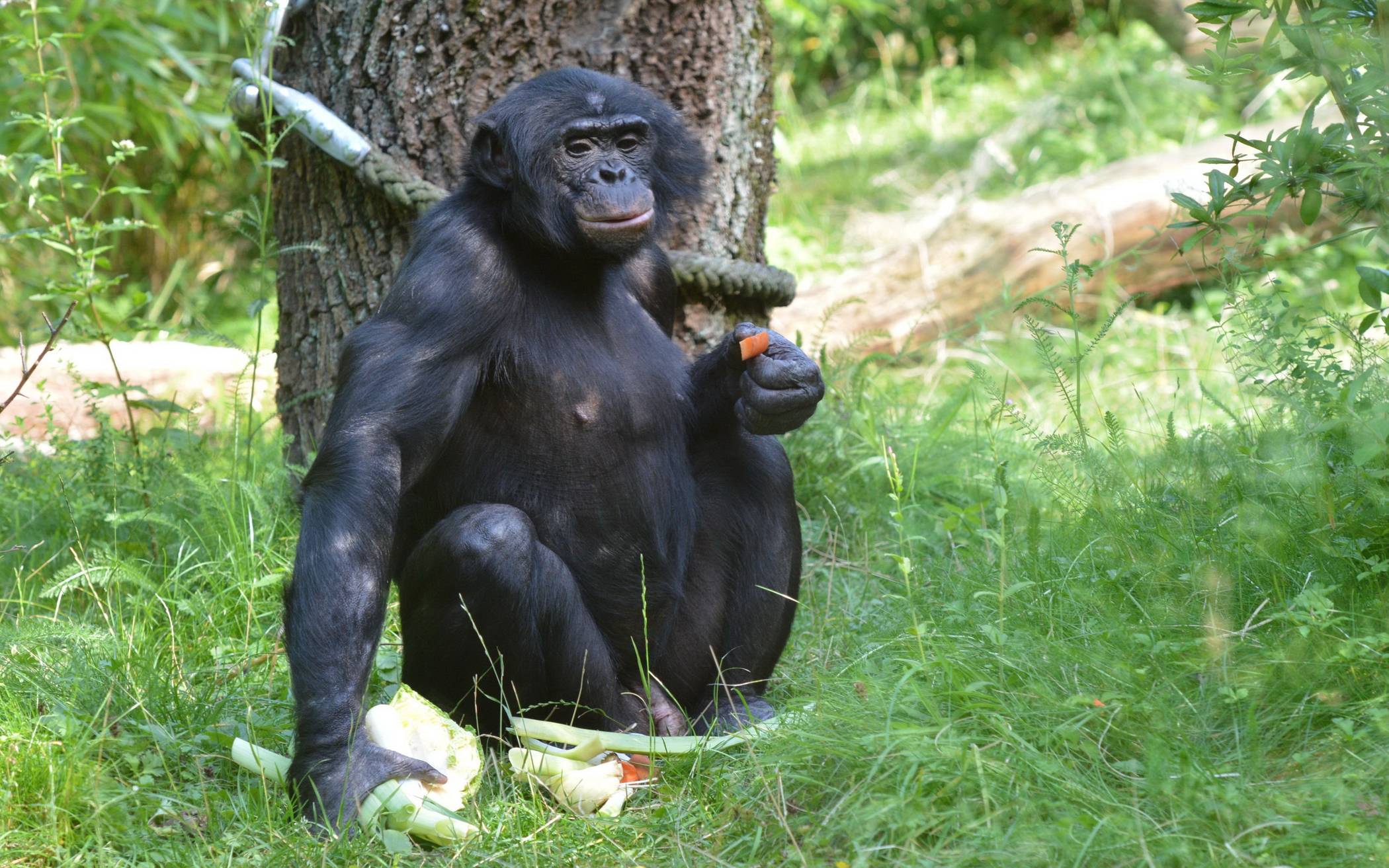  Bonobo Birogu lebte viele Jahre an der Hubertusallee. 